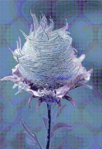 Drewniane Avens4, 2019 autorstwa Scott J. Davis