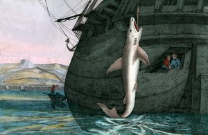 Żarłacz biały złowiony na morzu autorstwa Scottish School