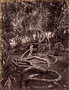 Pełzacz w ogrodach Peradeniya, Cejlon, ok. godz. 1880.