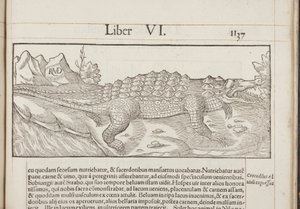Kosmografia, Fol 1137, 1544 autorstwa Sebastian Munster