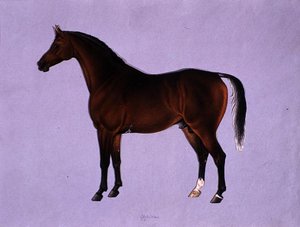 Oppidan, ok. 1840 (akwarela na papierze)