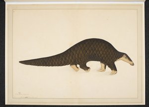 Dodaj śnieg. Lub. 4667, Pangolin lub mrówkojad łuskowaty autorstwa Shaikh Zain ud Din (fl.1777 83)