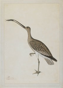 Kulik wschodni pożerający poskoczek mułowy autorstwa Shaikh Zain ud Din (fl.1777 83)