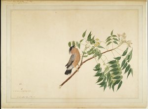 Brahminy Starling na gałęzi Neem Tree, folio z serii na zlecenie Lady Impey, 1780