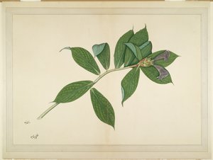 Roślina krepy imbiru, folio z serii zamówionej przez Lady Impey, ok. 1780