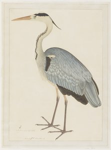 Czapla szara, folio z serii zamówionej przez Lady Impey, ok. 1780-82