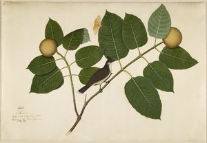 Czerwona wąsaty Bulbul i Aganais Ficus Moth na gałęzi Kadamba, folio z serii na zlecenie Lady Impey, 1777