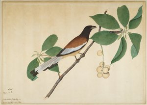 Rufous Treepie and Caterpillar on Branch, folio z serii na zlecenie Lady Impey, 1777