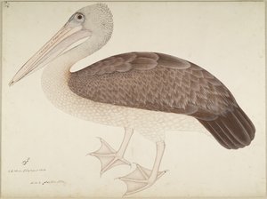 Pelikan plamisty, folio z serii na zlecenie Lady Impey, ok. 1780-82