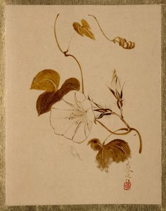 Powój. autorstwa Shibata Zeshin