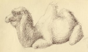 Wielbłąd, ok. 1951. autorstwa Shirley Markham