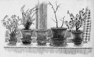 Martwe rośliny na parapecie, 1952. autorstwa Shirley Markham