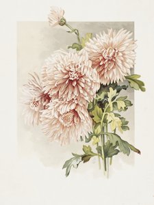 Chryzantemy autorstwa Sidney Thomas Callowhill