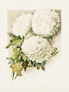 Chryzantemy na Wigilię autorstwa Sidney Thomas Callowhill