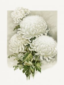 Pani Alpheus Hardy autorstwa Sidney Thomas Callowhill