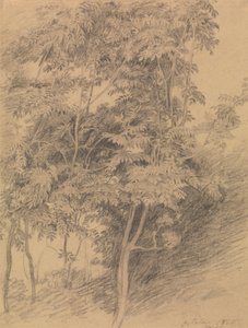 Studium drzewa autorstwa Sir David Wilkie