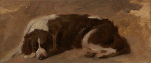 Spaniel w pozycji leżącej