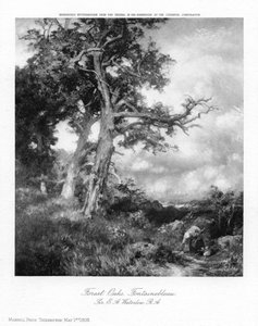 Leśne Dęby, Fontainebleau, 1908.