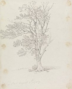Drzewo w Easton Park autorstwa Sir George Howland Beaumont seventh Baronet