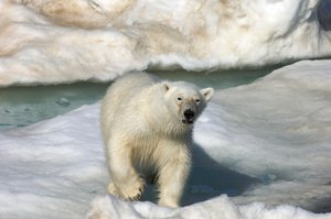 Niedźwiedź polarny (Ursus maritimus) spacerujący po krze lodowej, Wyspy Svalbard, Norwegia, 2022 r. (zdjęcie ilustracyjne) autorstwa Sisse Brimberg