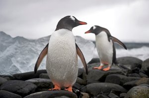Dwa pingwiny gentoo, Pygoscelis papua, na skalistym brzegu. Anarktyda, 2022 r. (zdjęcie ilustracyjne) autorstwa Sisse Brimberg