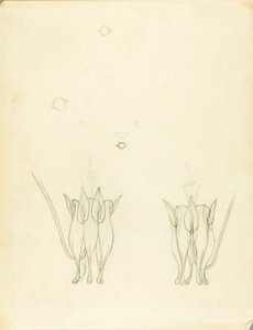 Akacje autorstwa Solon H. Borglum