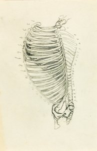 Anatomy autorstwa Solon H. Borglum