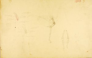 Anatomia konia autorstwa Solon H. Borglum