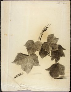 Liście autorstwa Solon H. Borglum