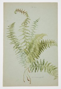 Studium Fern