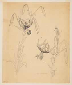 Studium lilii tygrysich