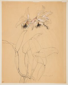 Studium orchidei autorstwa Sophia L. Crownfield