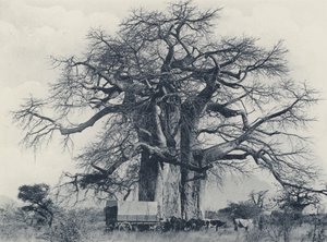 Baobab (zdjęcie czarno-białe)