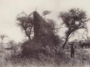 Mamuta Antheap (zdjęcie czarno-białe) autorstwa South African Photographer