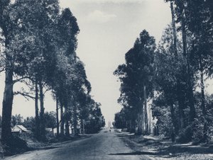 Aleja Niebieskich Drzew Gumowych, Pretoria (zdjęcie czarno-białe) autorstwa South African Photographer