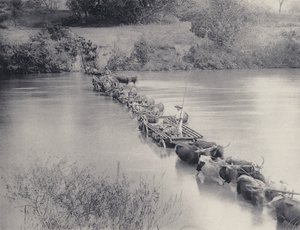 Jak przekracza się rzeki w Transwalu (zdjęcie czarno-białe) autorstwa South African Photographer