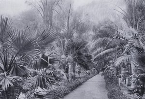 Palm Avenue, Ogrody Botaniczne, Durban (zdjęcie czarno-białe) autorstwa South African Photographer
