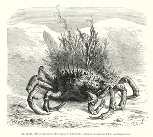 Krab pająk europejski (Maja squinado) (litho) autorstwa Spanish School