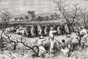 Polowanie na bawoły w Afryce Środkowej pod koniec XIX wieku, z „Africa Pintoresca”, opublikowanej w 1888 r. autorstwa Spanish School