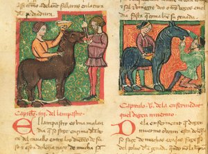 Ms 214 fol.26v Leczenie zapalenia języka u konia, z Libro de Menescalcia y Albeyteria autorstwa Juana Alvareza, c.1390 autorstwa Spanish School