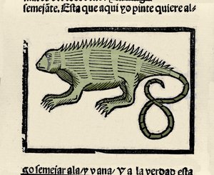 Reprezentacja iguany. Grawer z książki „Ogólna historia Indii, wysp i lądu oceanicznego” autorstwa Gonzalo Fernandeza de Oviedo (Gonzalo) lub Fernandez de, ou Hernandez de Oviedo y Valdes (1478-1557) autorstwa Spanish School