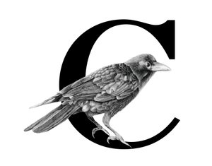 C jak Crow, 2018 (ołówek grafitowy i cyfrowo) autorstwa Stacy Hsu