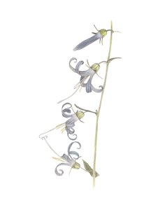 California Harebell, 2015 (ołówek grafitowy i akwarela)