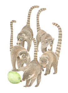 Kostaryka Coatis, 2019 (ołówek grafitowy i cyfrowy) autorstwa Stacy Hsu