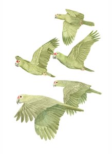 Kostaryka Red Lored Parrots, 2019 (ołówek grafitowy i cyfrowo) autorstwa Stacy Hsu
