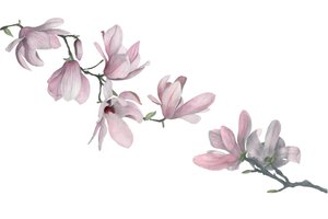 Magnolia, 2015 (ołówek grafitowy i akwarela) autorstwa Stacy Hsu