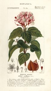Achiote lub drzewo szminki, Bixa orellana