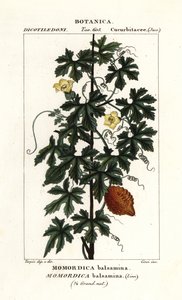 Ogórek afrykański, balsamina Momordica autorstwa Stanghi Stanghi