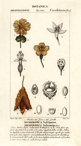 Ogórek afrykański, balsamina Momordica autorstwa Stanghi Stanghi