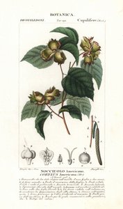 amerykański orzech laskowy, Corylus americana